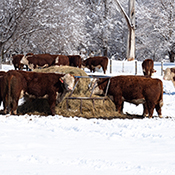 Livestock, Winter Weather on the Farm